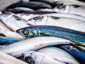 Hrvatska riba je sve popularnija delicija u inozemstvu, evo brojki koje to potvrđuju